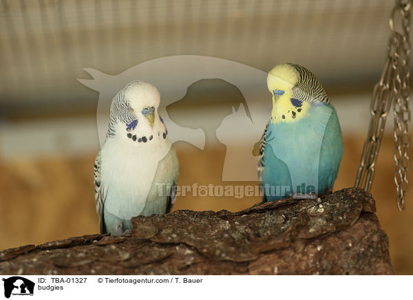 budgies / TBA-01327