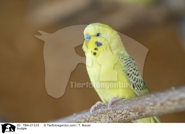 Wellensittich / budgie / TBA-01333