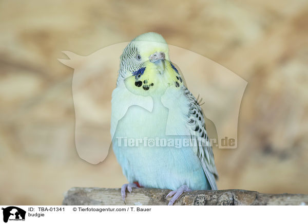 budgie / TBA-01341