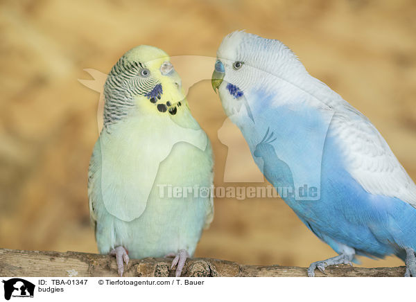 Wellensittiche / budgies / TBA-01347