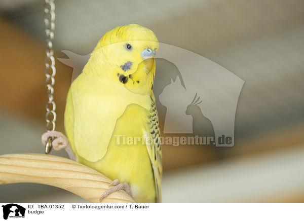 budgie / TBA-01352