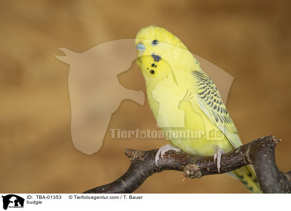 Wellensittich / budgie / TBA-01353