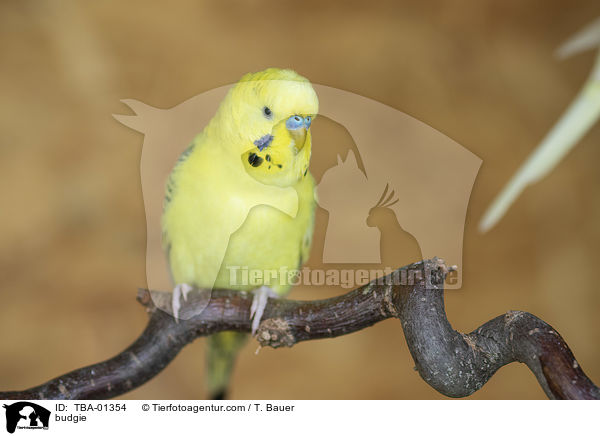 Wellensittich / budgie / TBA-01354