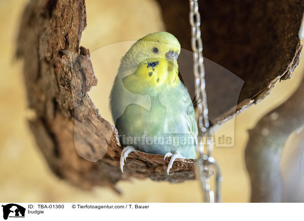 Wellensittich / budgie / TBA-01360