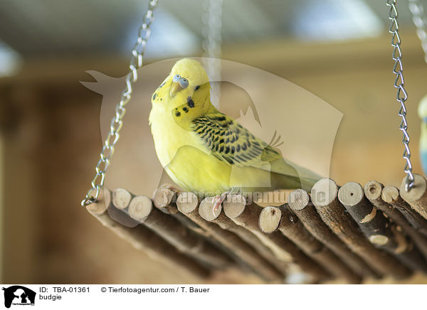 Wellensittich / budgie / TBA-01361