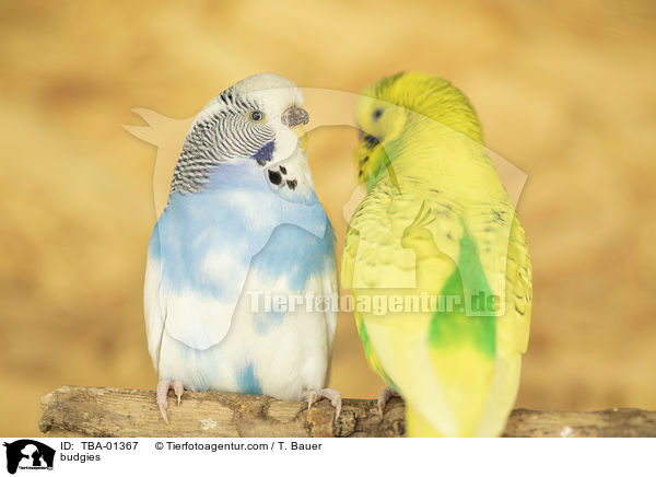 Wellensittiche / budgies / TBA-01367