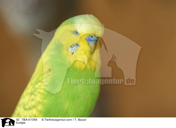 Wellensittich / budgie / TBA-01368
