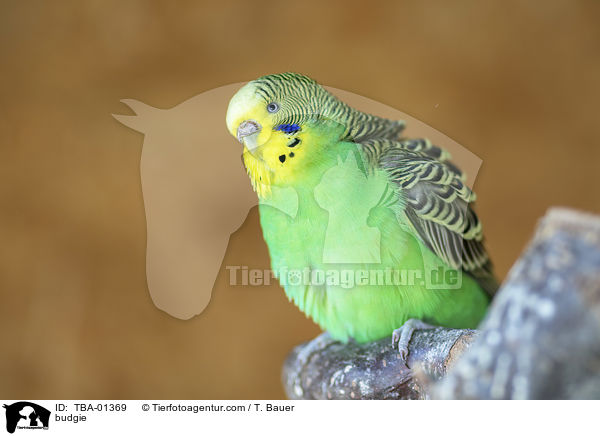 budgie / TBA-01369