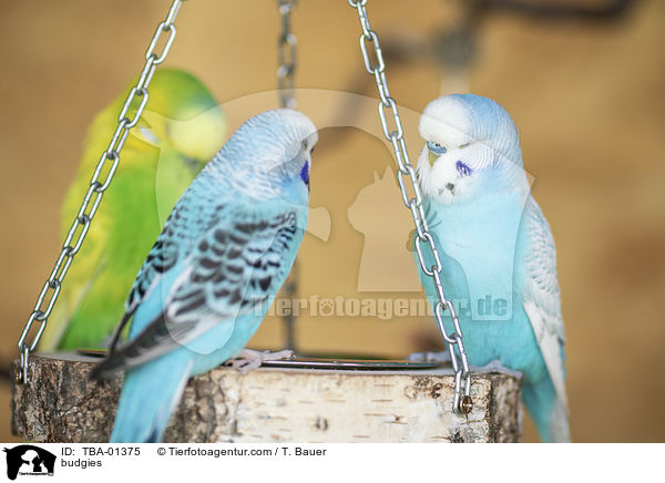 Wellensittiche / budgies / TBA-01375