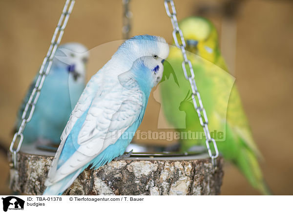 Wellensittiche / budgies / TBA-01378