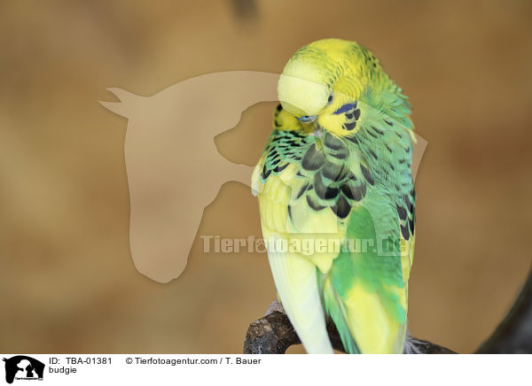 Wellensittich / budgie / TBA-01381