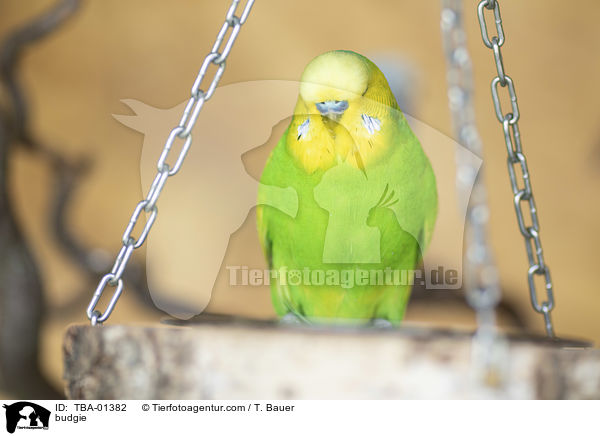 budgie / TBA-01382