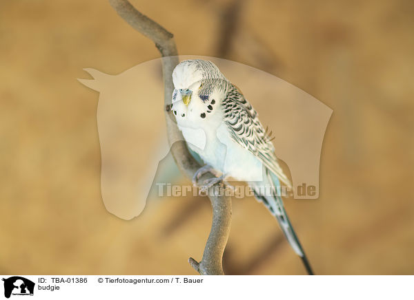 Wellensittich / budgie / TBA-01386