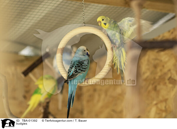 Wellensittiche / budgies / TBA-01392