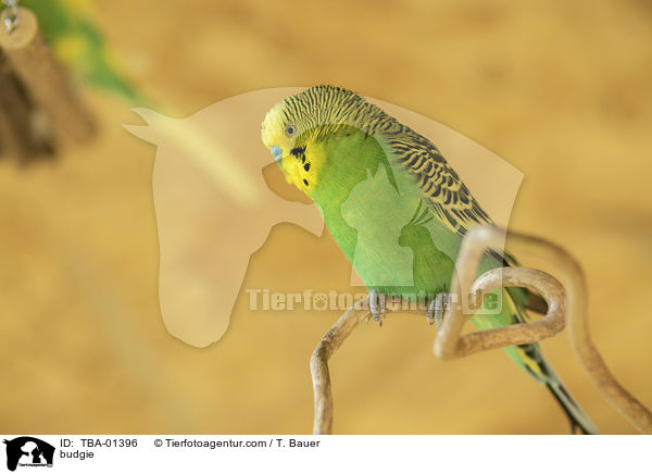 budgie / TBA-01396