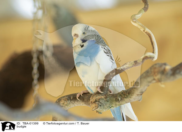 Wellensittich / budgie / TBA-01399