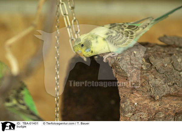 Wellensittich / budgie / TBA-01401