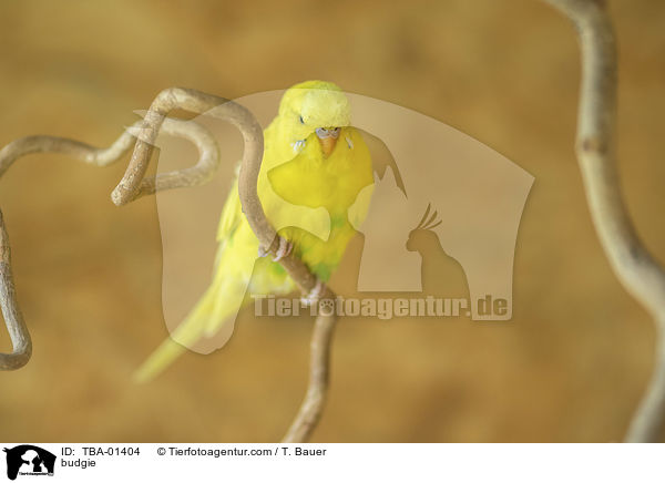 Wellensittich / budgie / TBA-01404