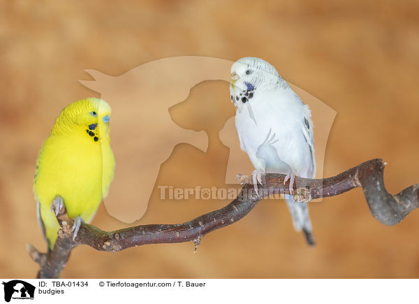 budgies / TBA-01434