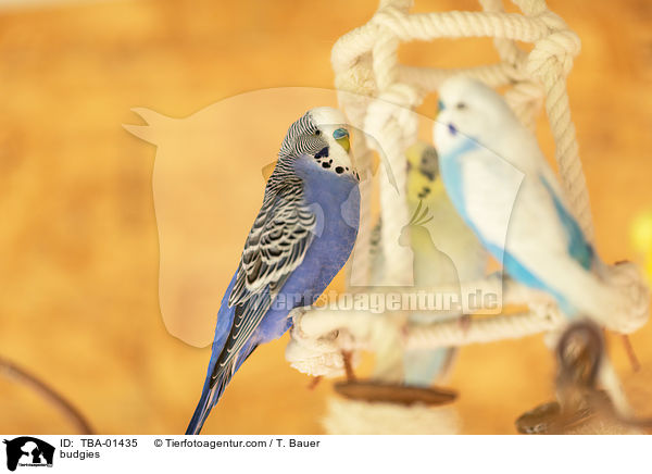 Wellensittiche / budgies / TBA-01435