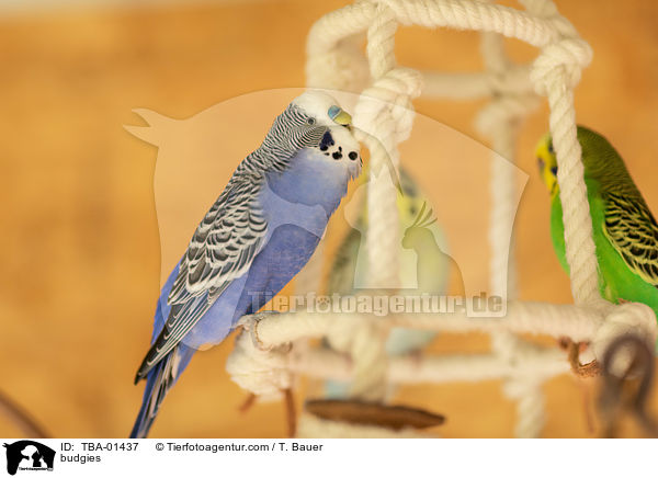 Wellensittiche / budgies / TBA-01437