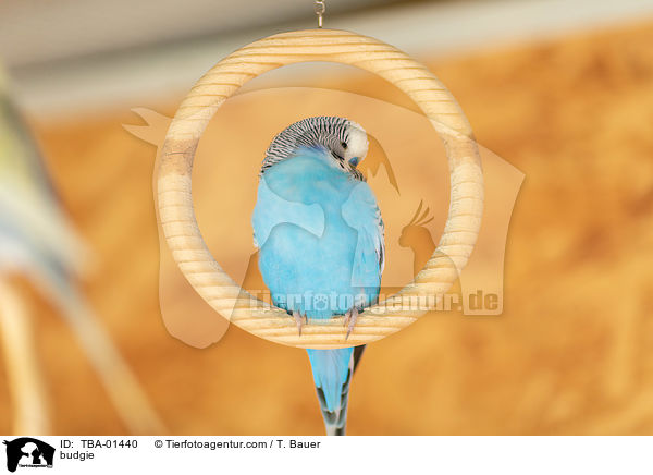 Wellensittich / budgie / TBA-01440