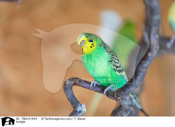 Wellensittich / budgie / TBA-01444