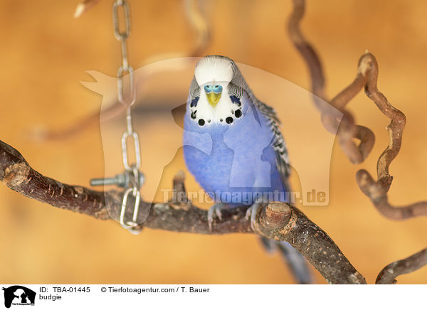 Wellensittich / budgie / TBA-01445