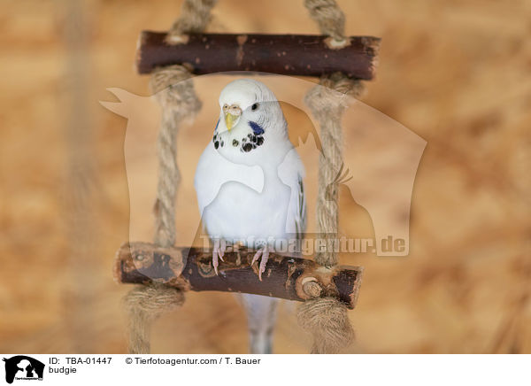 Wellensittich / budgie / TBA-01447