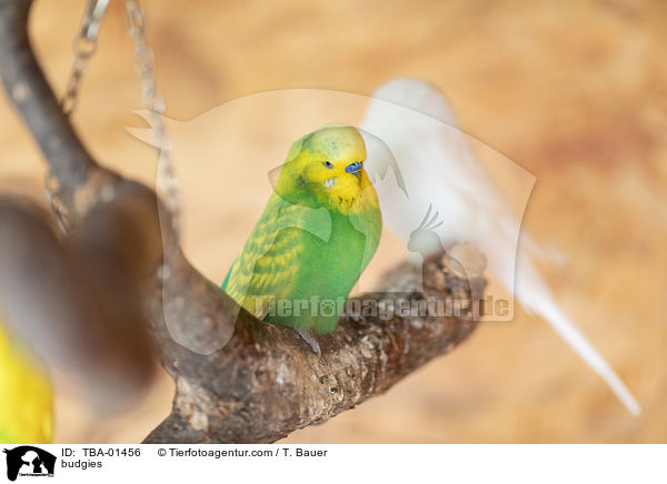 Wellensittiche / budgies / TBA-01456