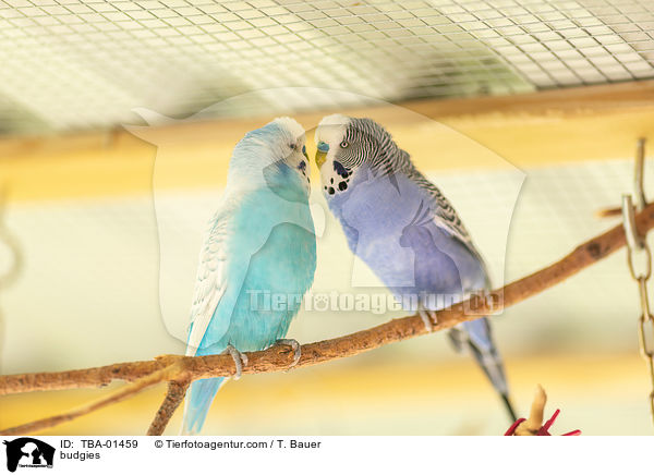 Wellensittiche / budgies / TBA-01459