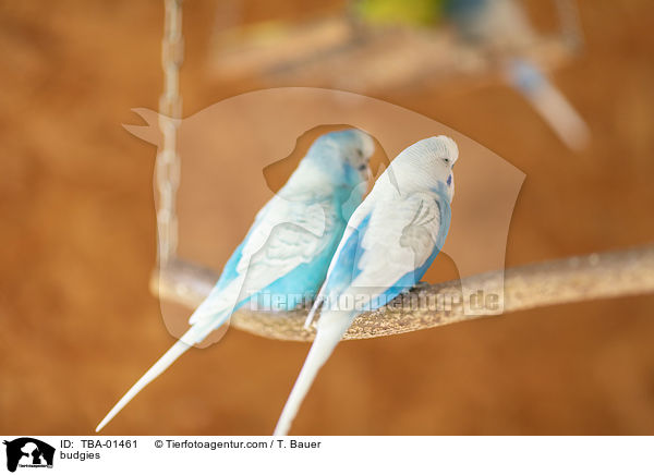 budgies / TBA-01461