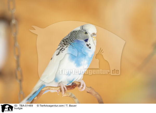 Wellensittich / budgie / TBA-01469