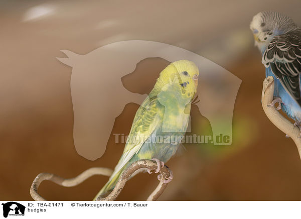 Wellensittiche / budgies / TBA-01471