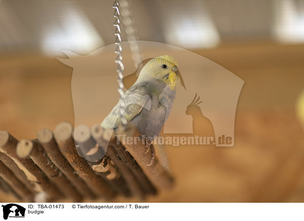 Wellensittich / budgie / TBA-01473