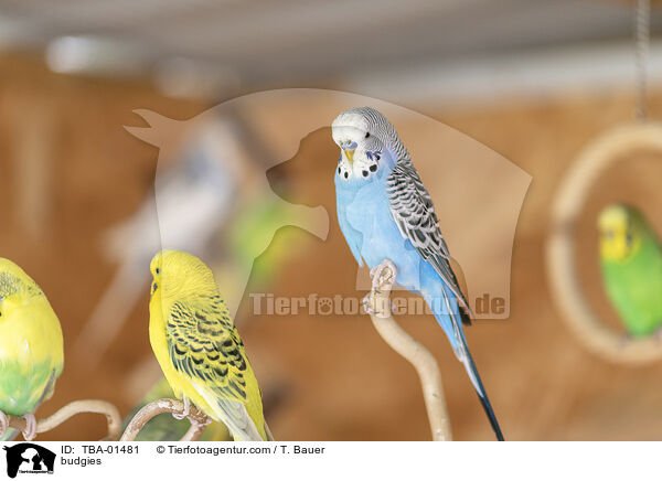 Wellensittiche / budgies / TBA-01481