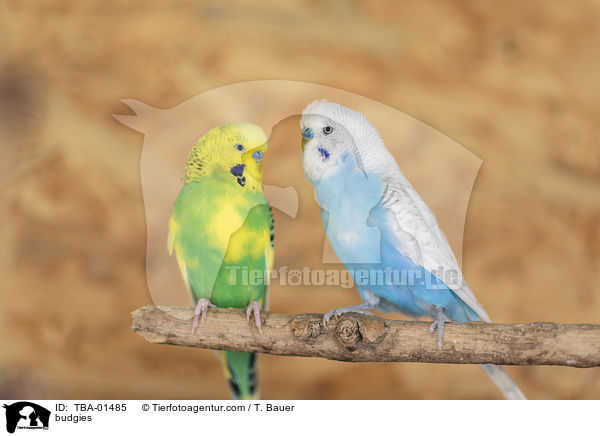 budgies / TBA-01485