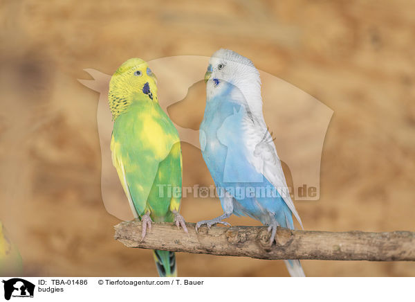 budgies / TBA-01486