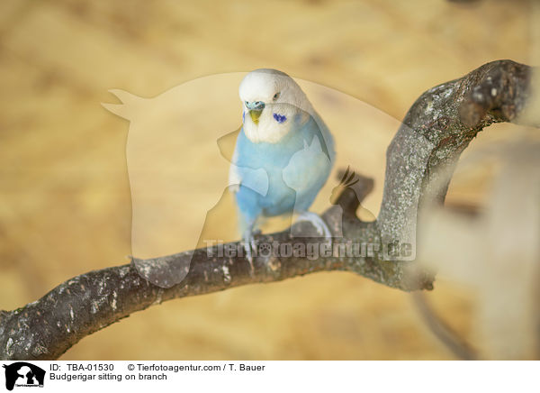 Wellensittich sitzt auf Ast / Budgerigar sitting on branch / TBA-01530