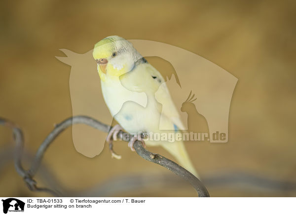 Budgerigar sitting on branch / TBA-01533