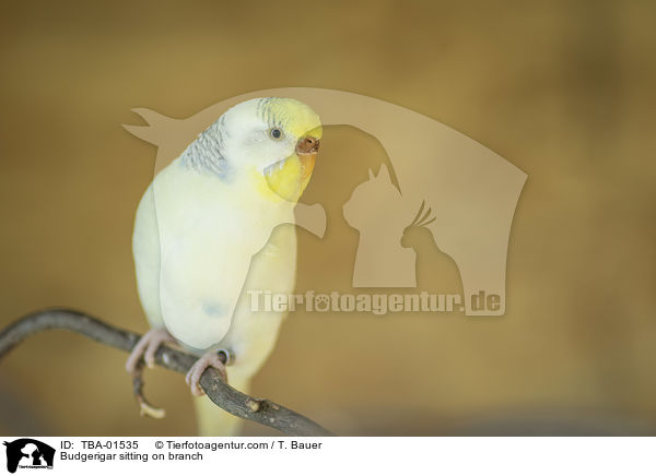 Budgerigar sitting on branch / TBA-01535