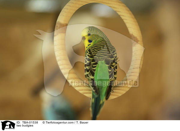 zwei Wellensittiche / two budgies / TBA-01538