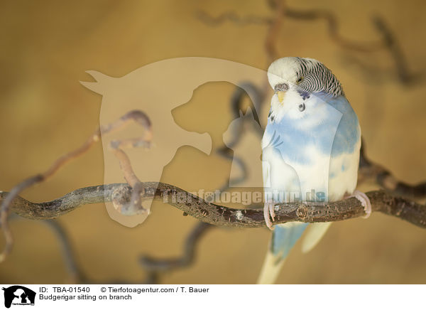 Budgerigar sitting on branch / TBA-01540