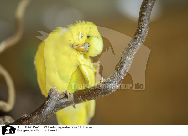 Budgerigar sitting on branch / TBA-01543