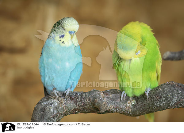 zwei Wellensittiche / two budgies / TBA-01544