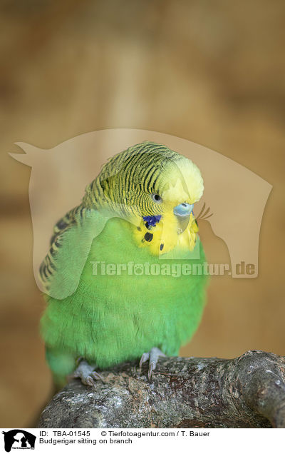 Wellensittich sitzt auf Ast / Budgerigar sitting on branch / TBA-01545