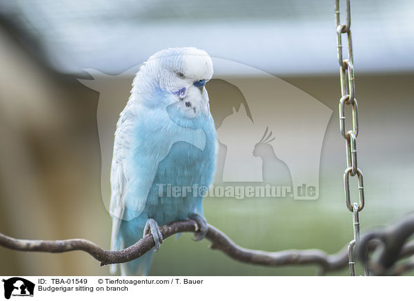 Wellensittich sitzt auf Ast / Budgerigar sitting on branch / TBA-01549