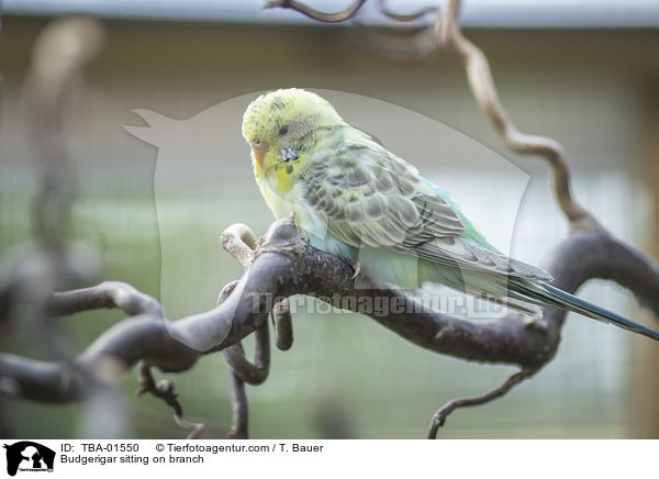 Budgerigar sitting on branch / TBA-01550