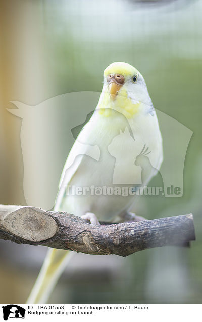 Budgerigar sitting on branch / TBA-01553