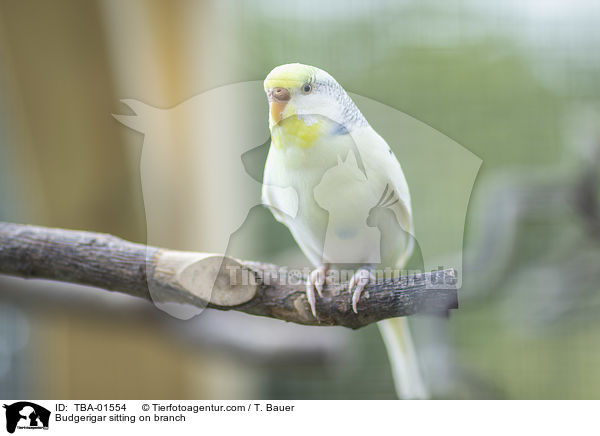 Wellensittich sitzt auf Ast / Budgerigar sitting on branch / TBA-01554